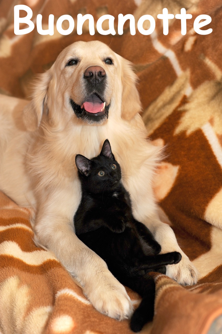  in un divano dai colori beige un labrador e un gattino nero si mettono in posa per la fotto della buonanotte